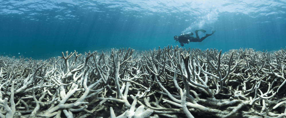 Heron Island Coral Bleaching (Picture via XL Catlin Seaview Survey/Underwater Earth)