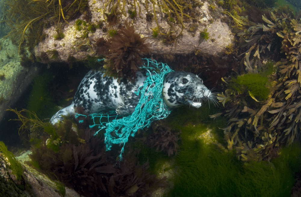 Screen Shot 2018-08-15 at 1.05.39 AM.png