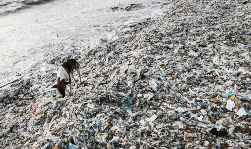 Screen Shot 2018-08-15 at 12.49.04 AM