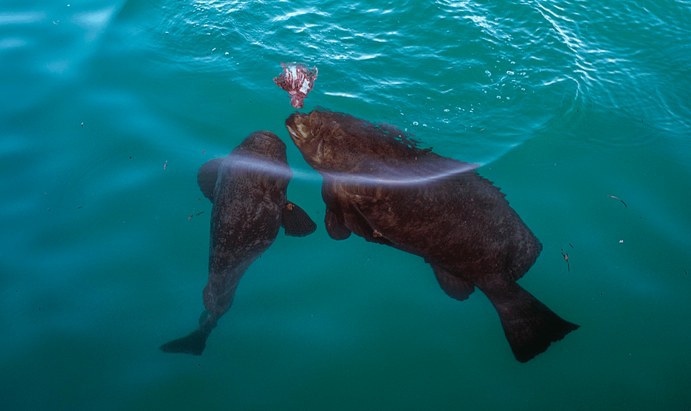 Screen Shot 2019-12-19 at 8.41.25 PM.png